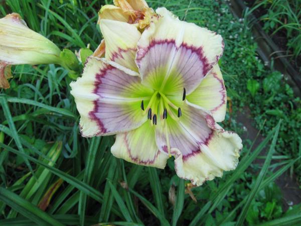 AlmiraBuffaloBoneJackson_20130628